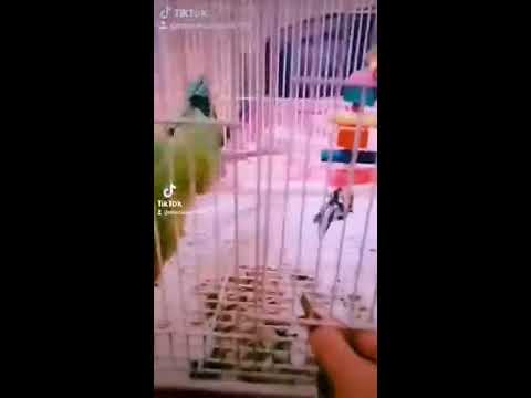 Indian Parrot ///თუთიყუში მწვანე ინდური ყელსაბამიანი. ნახეთ როგორ მიირთმევს საკვებს